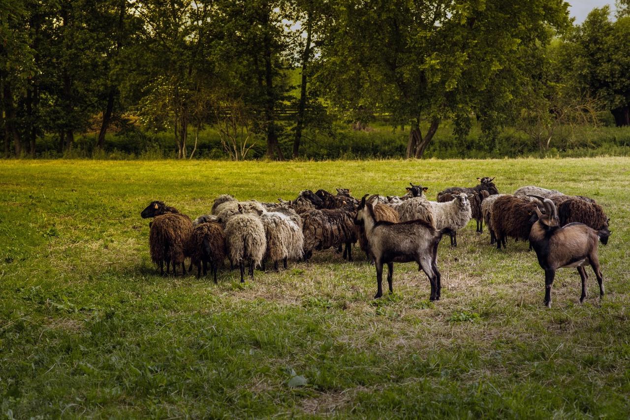 Gospodarstwo Agroturystyczne Dworek Janowicki Kazimierzewo Extérieur photo